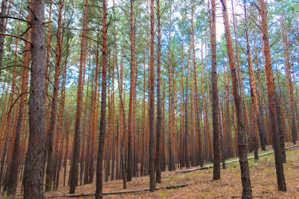 View of a pine forest at autumn