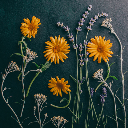Composition on black background with marigold, lavender and immoretelle flowers