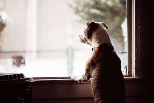 los perros miran por la ventana - ladrando fotografías e imágenes de stock