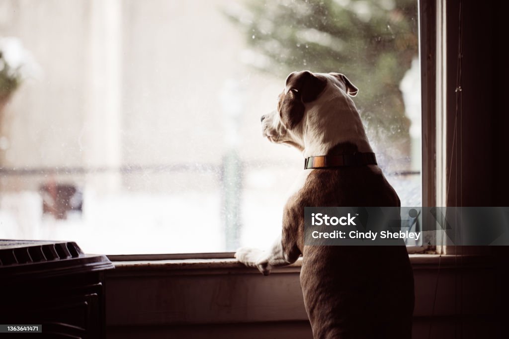Dogs Look Out Window Dogs Looking out a Nose Stained Window Barking as People Pass By Dog Stock Photo
