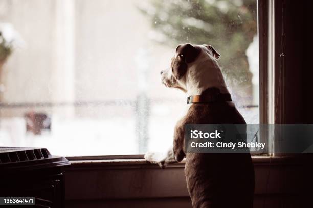 Dogs Look Out Window Stock Photo - Download Image Now - Dog, Window, Barking Animal