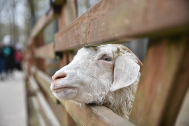 istock sheep looking behind wooden fence 1363642110