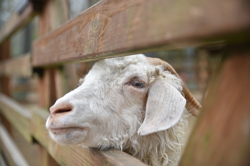 sheep looking behind wooden fence