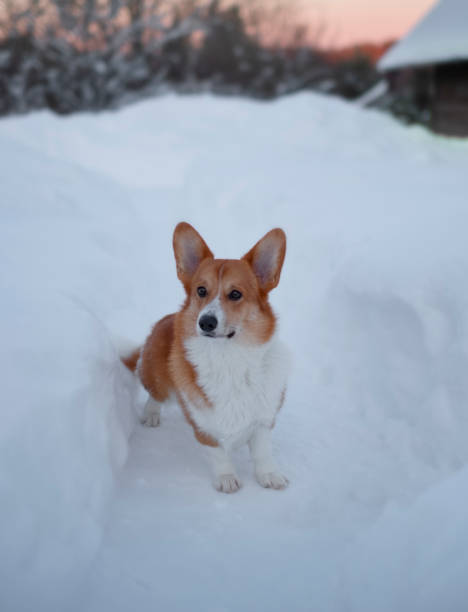 istock Funny red corgi in winter in a big snowdrift 1363642739