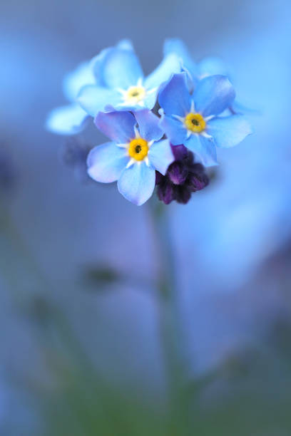 istock Close-up of forget-me-not 1363642793