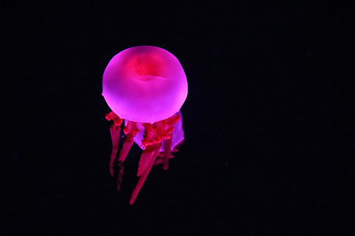 Close up view of glowing pink jellyfish jelly blubber Catostylus mosaicus