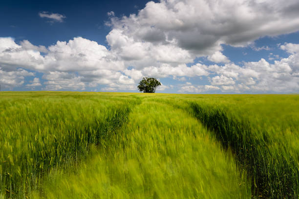 istock Whisper. Barley in the breeze and lone tree 1363642968