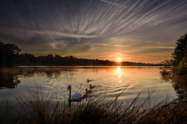 istock Golden sunrise, Whitlingham broad iii- with swans 1363643072