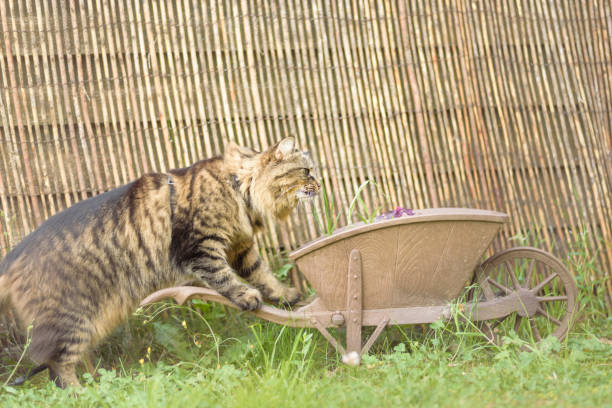 Cat on garden barrow ornament- July, 2016
