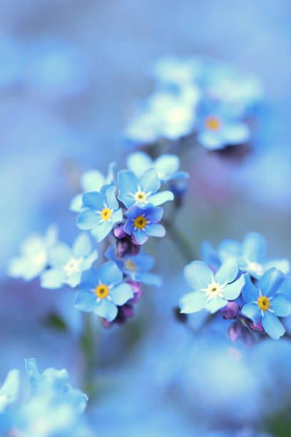 istock Close-up of forget-me-not 1363643173
