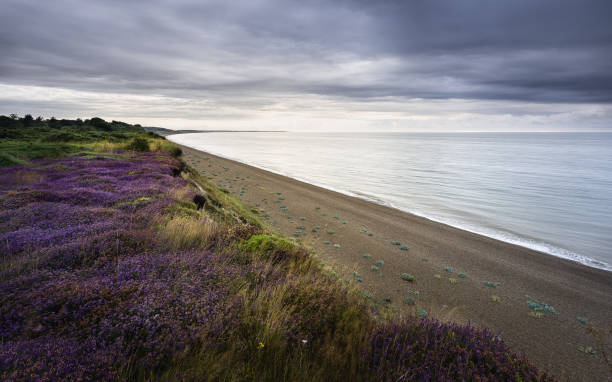 Bell heather on Dunwich coastline ii