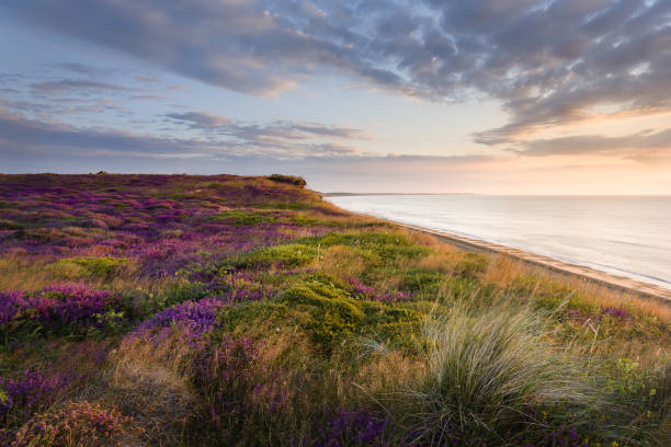 Distant. Dunwich heath heather iii. Cloudy morning sky over sea