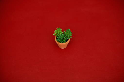 Small potted succulent plant on pale green background with copy space