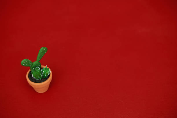 Small potted cacti plant on red background with copy space