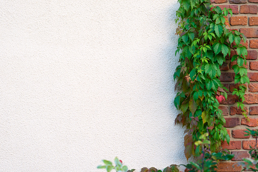 White plastered wall with virginia creeper murorum and brick wall as a background
