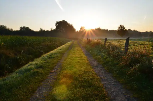 Mist on a sunny summer morning