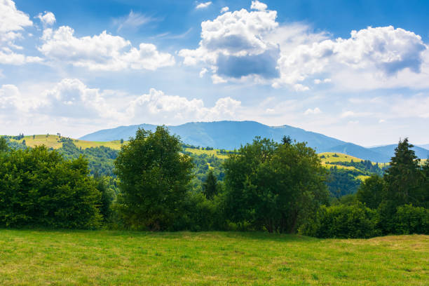 istock row of trees on the hillside meadow 1363645917