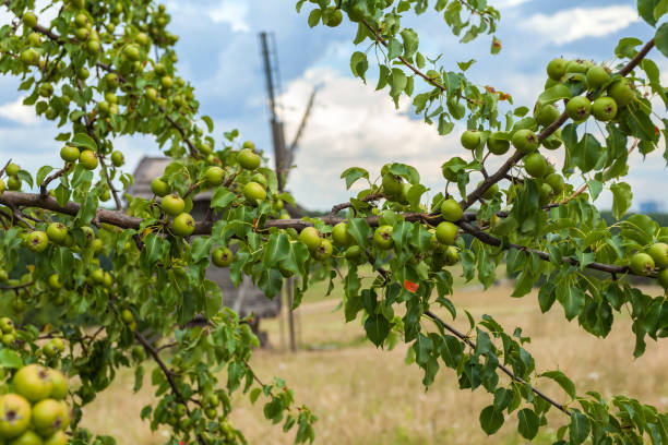 古い木造工場の背景にリンゴの木の枝 - apple tree branch ストックフォトと画像