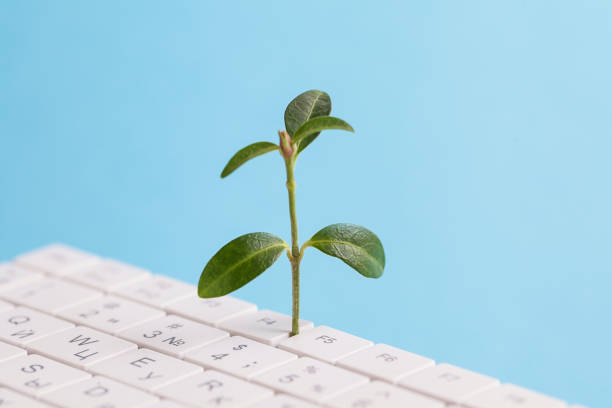 istock Green information technology. Environmentally Sustainable IT. Copy space. Green plant growing, white keyboard on blue background 1363649027