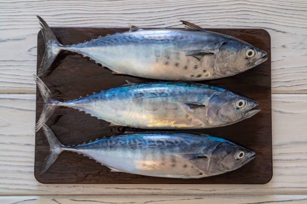 istock Three tuna fish group in a row on dark wooden board really fresh 1363649107