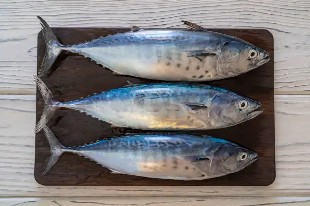 Three tuna fish group in a row on dark wooden board really fresh just after capture little tunny on white wood table