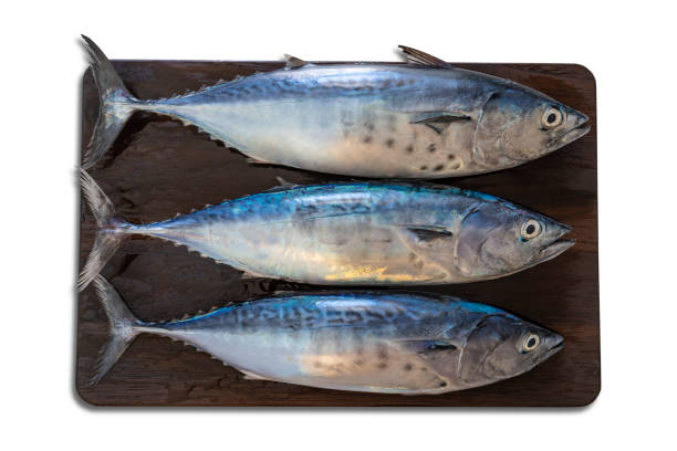 istock Three tuna fish group in a row on dark wooden board really fresh 1363649169