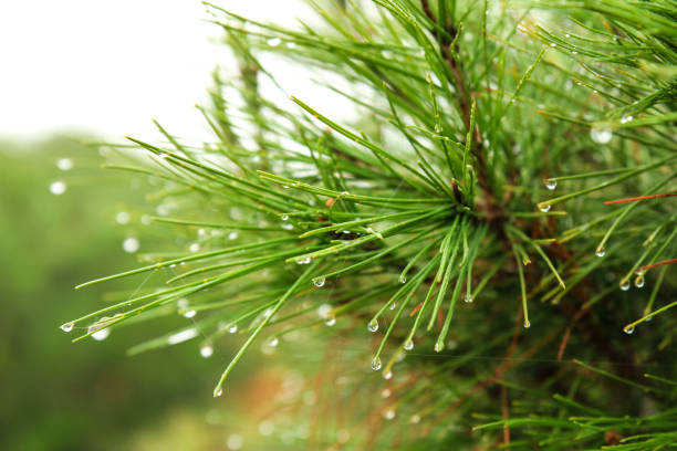 istock Pine needles with cobwebs and dew drops in the morning 1363651641