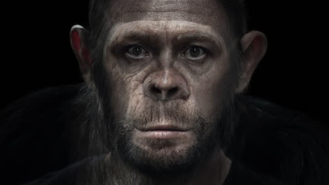Portrait morph. Man turns into monkey. Adult caucasian man (Homo sapiens) slowly morphs into chimpanzee (Pan troglodytes