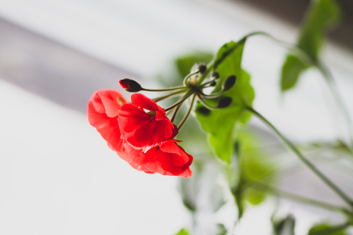 Red flower of pelargonium, close up