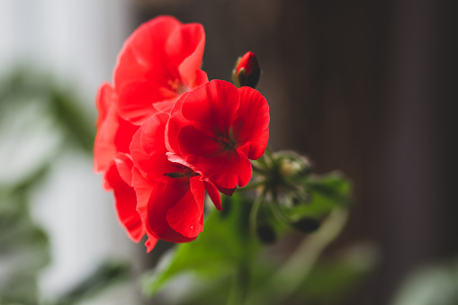 Red flower of pelargonium, close up