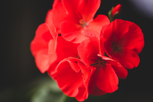Red flower of pelargonium, close up
