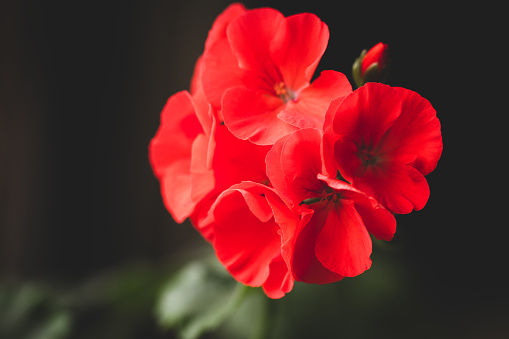 Red flower of pelargonium, close up