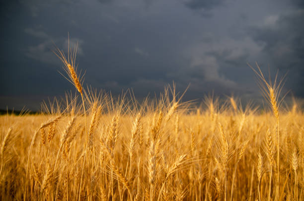 tempesta nuvole scure sul campo con steli di grano - storm wheat storm cloud rain foto e immagini stock