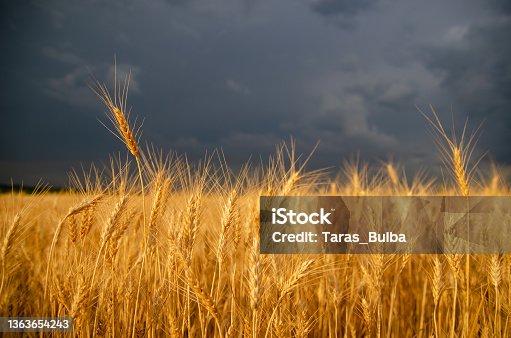 istock Storm dark clouds over field with wheat's stems 1363654243