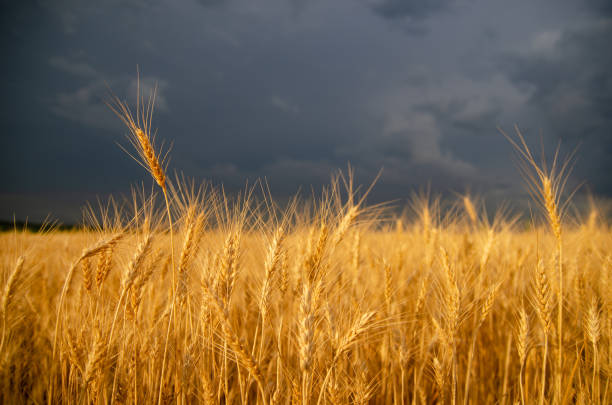 burza ciemnych chmur nad polem z łodygami pszenicy - storm wheat storm cloud rain zdjęcia i obrazy z banku zdjęć