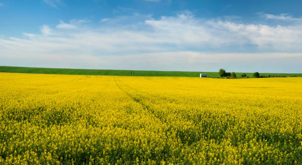 istock Yellow rapeseed field and picturesque sky with clouds 1363656508