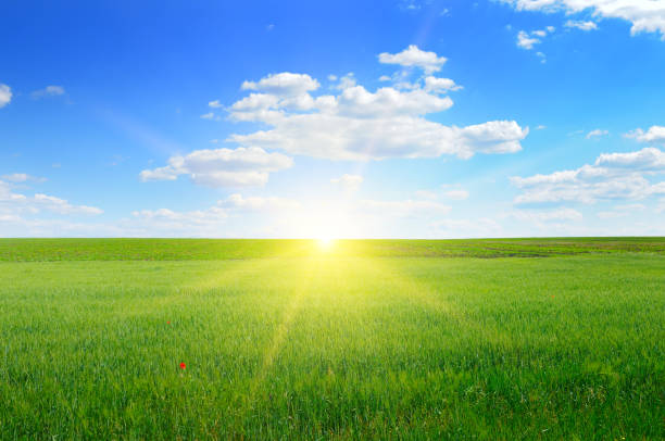 istock Wheat field and blue sky with sun. 1363656650