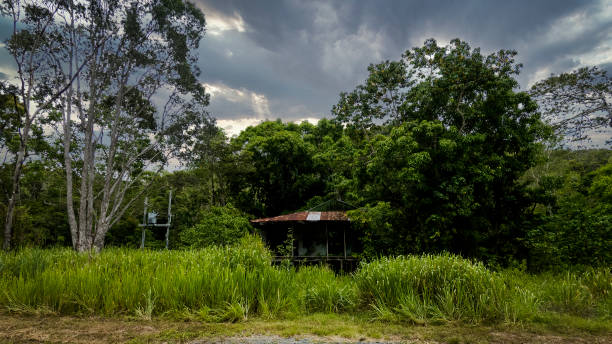 poor cabin in Zanzibar in front of jungle vegetation in sunny ambiance
