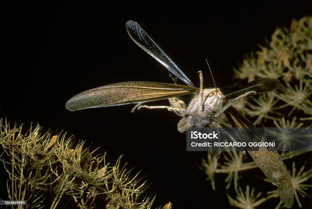 Grasshopper in flight,  Locusta migratoria Grasshopper in flight,  Locusta migratoria, insect in flight, artropoda, Flying Stock Photo