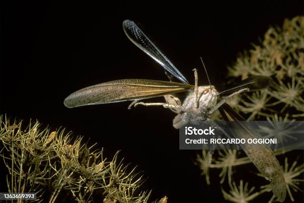 Grasshopper In Flight Locusta Migratoria Stock Photo - Download Image Now - Flying, Locust, Grasshopper