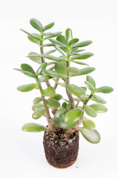istock Jade plant (Crassula ovata) houseplant 1363659600