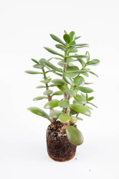 istock Jade plant (Crassula ovata) houseplant 1363659612