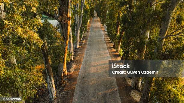 The Most Beautiful Tree Path Long Straight Road Surrounded By Trees Straight Road Between Trees The Most Beautiful Walking Path Sunrise Trees And Road Background Trees And Road View The Most Beautiful Road In Autumn Dramatic Tree Road Landscape Stock Photo - Download Image Now