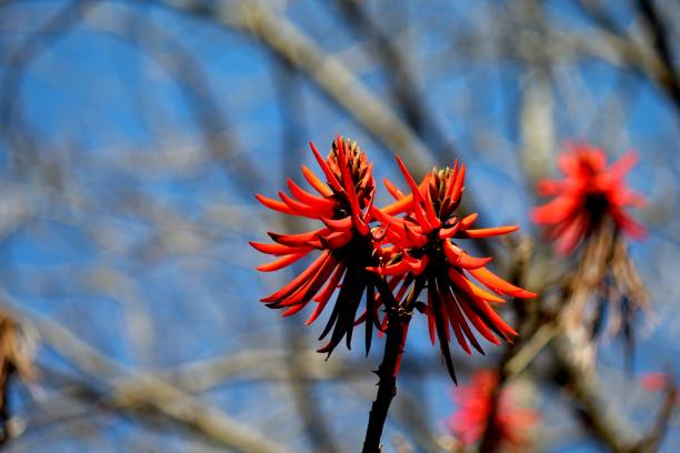 flower plant mulungu - erythrina mulungu