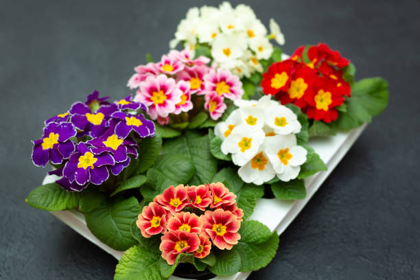 pots de fleurs avec primevère colorée. - primrose photos et images de collection