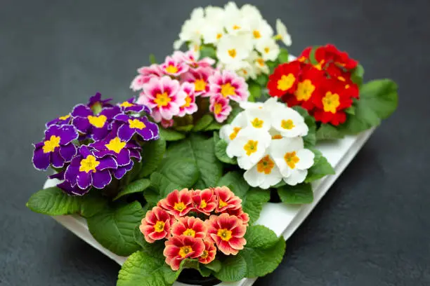 Flower pots with colorful primrose.
