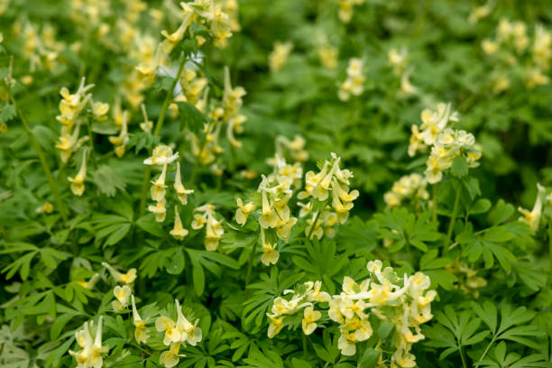 Corydalis Lutea, Delicate yellow tubular flowers with lacy foliage Corydalis Lutea, Delicate yellow tubular flowers with lacy foliage. High quality photo corydalis lutea stock pictures, royalty-free photos & images
