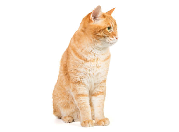 istock Portrait of a big red cat 1363661529
