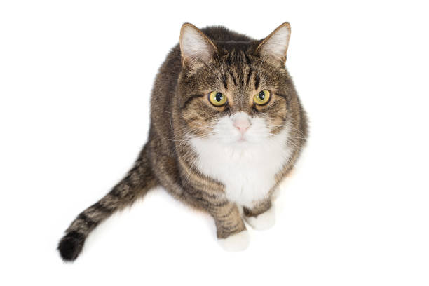 Playful cat