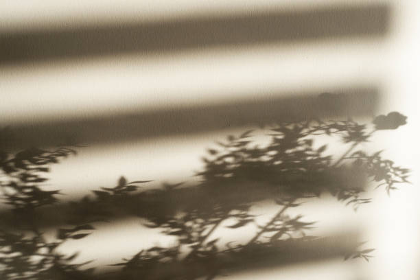 istock Christmas plants and leaves with shadows on wall. 1363661660